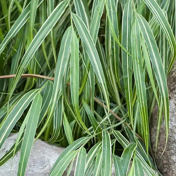 Hakonechloa macra Albostriata.webp