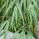 Hakonechloa macra Albostriata.webp