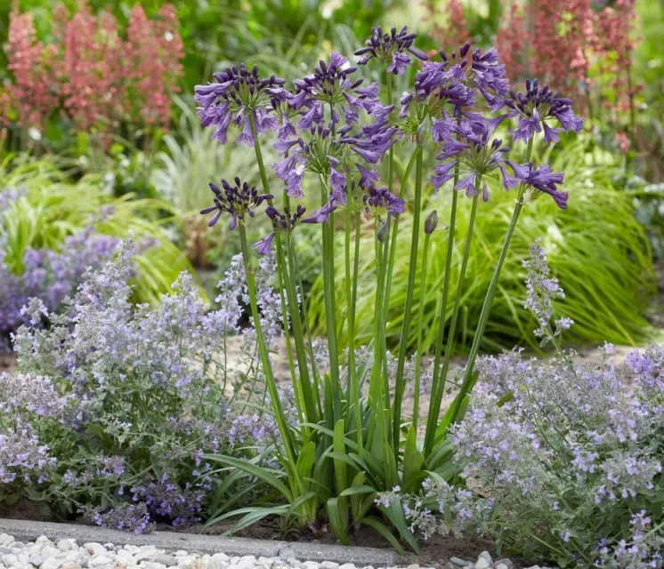 Agapanthus Poppin Purple.webp