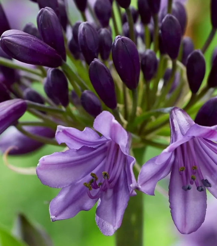 Agapanthus Poppin Purple-2.webp