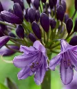 Agapanthus Poppin Purple-2.webp