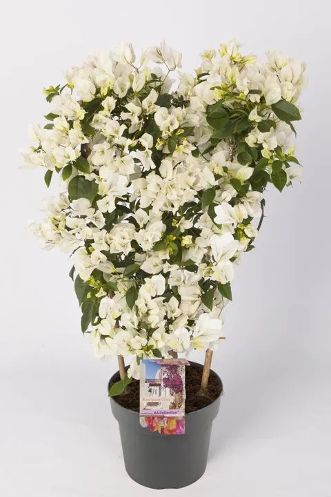 Bougainvillea sanderiana White.webp