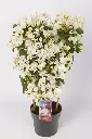 Bougainvillea sanderiana White.webp