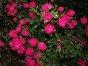 Rosier Fairy Queen-2.webp