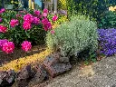 Santolina chamaecyparissus-AdobeStock_2037989020.webp