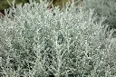 Santolina chamaecyparissus-AdobeStock_930435349.webp