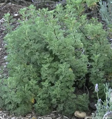 Artemisia abrotanum-3.webp