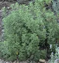 Artemisia abrotanum-3.webp