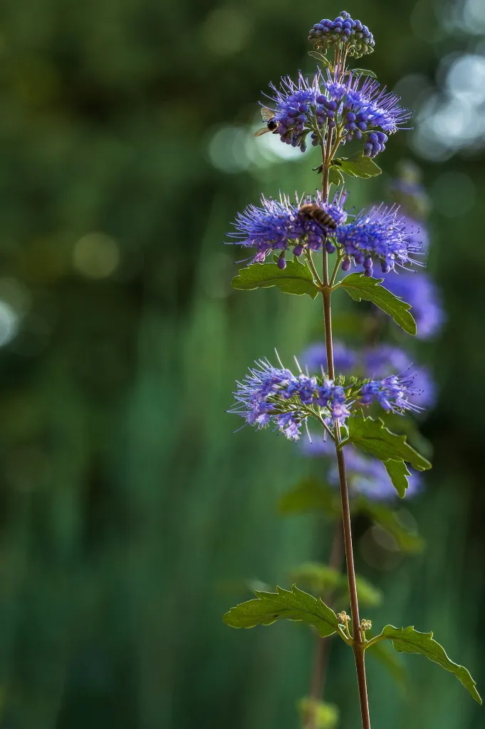 unsplash_9hzLtqDk2Hs_caryopteris.webp