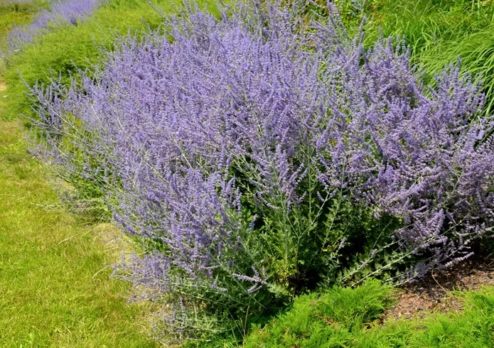 Perovskia atriplicifolia-AdobeStock_448773700.webp