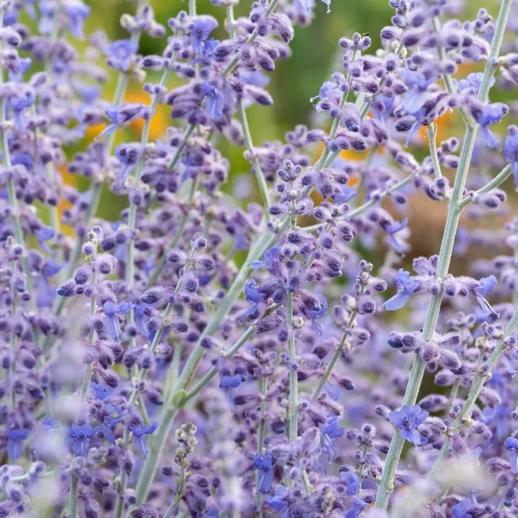 Perovskia atriplicifolia Little Spire-2.webp