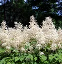 Aruncus dioicus-AdobeStock_79965994.webp