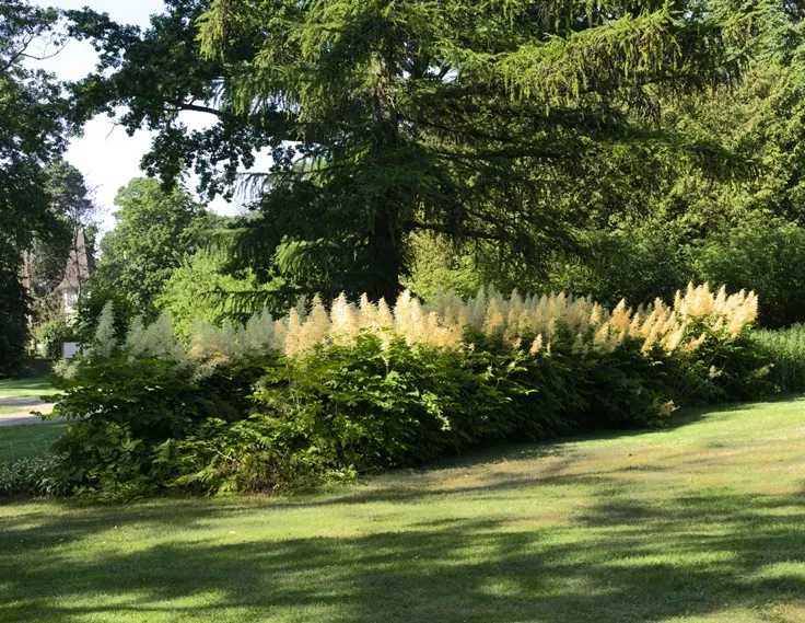 Aruncus dioicus-AdobeStock_361649818.webp