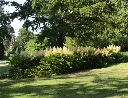 Aruncus dioicus-AdobeStock_361649818.webp