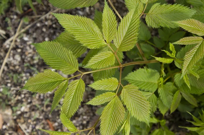 Aruncus dioicus-AdobeStock_1980356781.webp