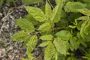 Aruncus dioicus-AdobeStock_1980356781.webp