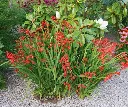 Crocosmia Red King.webp
