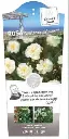 guirlande.webp