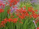 Crocosmia Lucifer.webp
