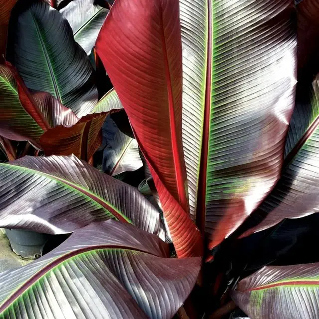 Musa ensete Maurelli -1.webp