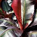 Musa ensete Maurelli -1.webp