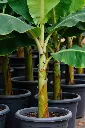 musa-bajo-AdobeStock_2009506167.webp