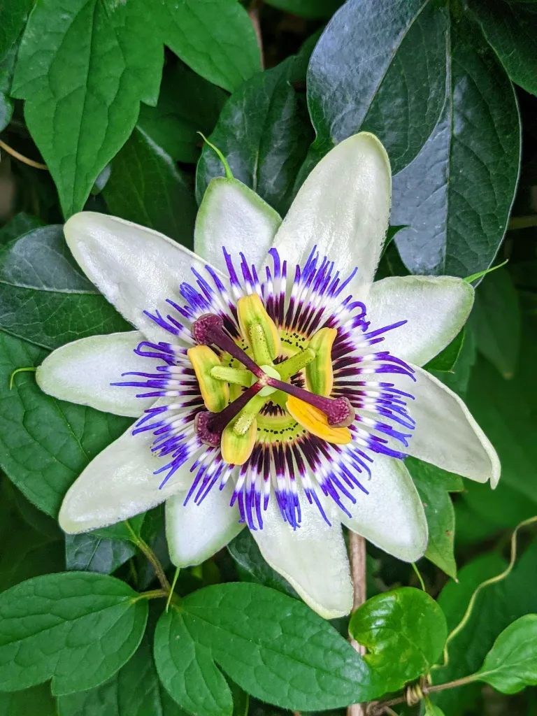 unsplash_F6GIA410WBM_edulis.webp