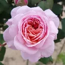 Rosier Eeuwige Passie®.webp