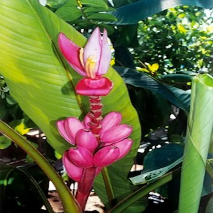 MUSA_VELUTINA-1.webp