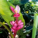 MUSA_VELUTINA-1.webp