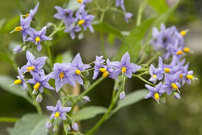 Solanum crispum Glasnevin-2.webp