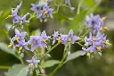 Solanum crispum Glasnevin-2.webp