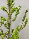 Taxodium distichum Peve Minaret-20260513_155208.webp