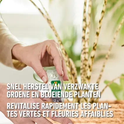 revitalisant-plantes-inter-2.webp