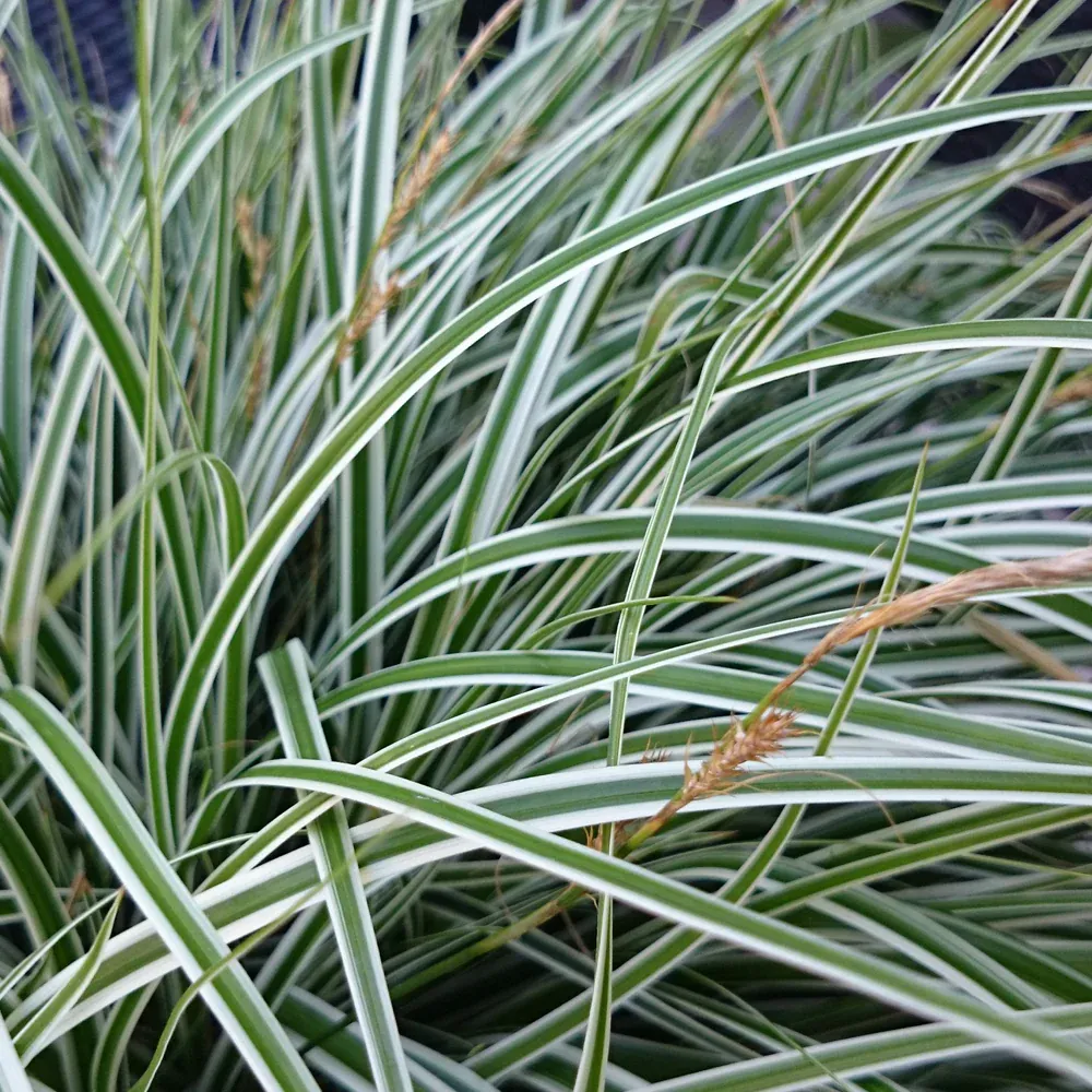 Carex oshimensis Everest-2.webp