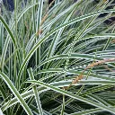 Carex oshimensis Everest-2.webp