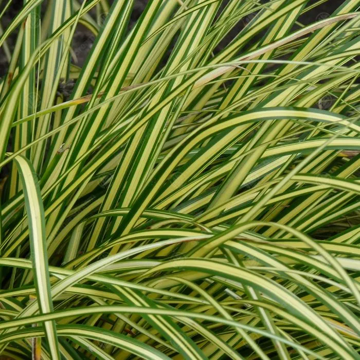 Carex oshimensis Eversheen-1.webp