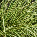 Carex oshimensis Eversheen-1.webp