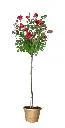 roisier-tige-rouge-AdobeStock_79684788.webp