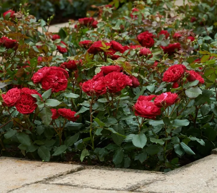 Rosier Meilove Bright-2.webp