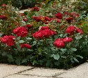 Rosier Meilove Bright-2.webp