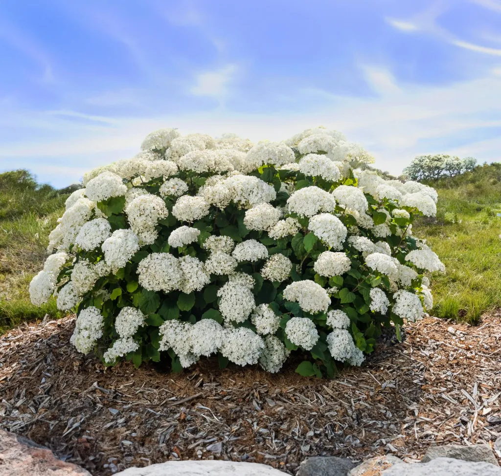Hydrangea-FlowerWOW-2.webp