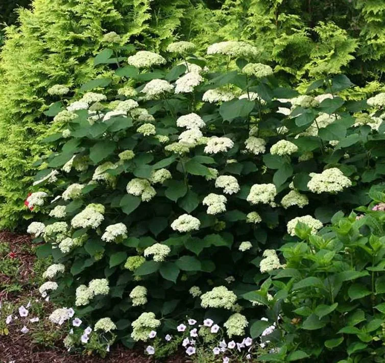 Hydrangea arborescens Lime Rickey.webp
