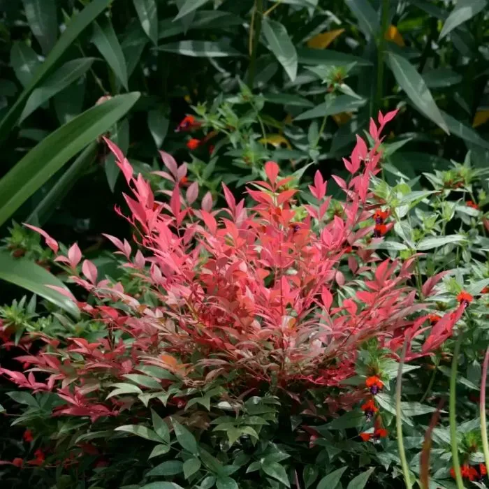 Nandina domestica Obsessed®-2.webp