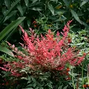Nandina domestica Obsessed®-2.webp
