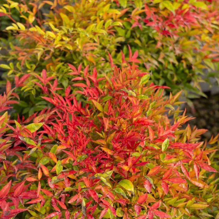 Nandina domestica Moon Bay -2.webp