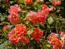 westerland-adobeStock_1174891644.webp