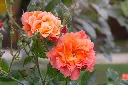 westerland-AdobeStock_1535896255.webp