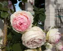 pierrederonsard-eden--AdobeStock_1108229038.webp