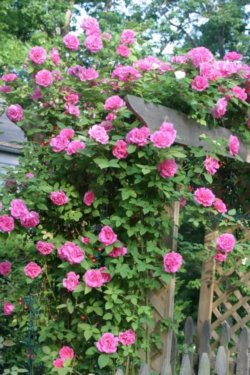 Rosier Zephirine Drouhin-2.webp